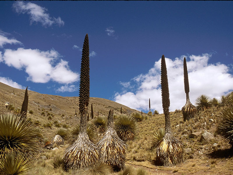 Puya Raimondi