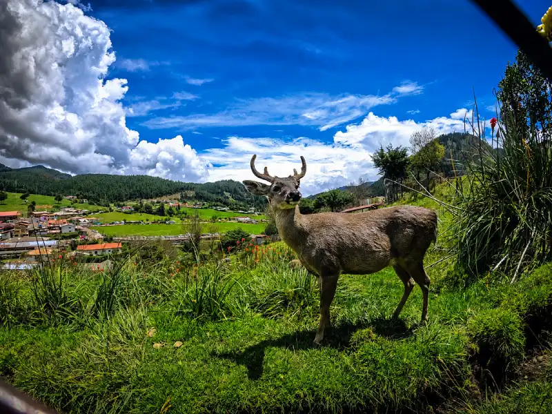 Granja Porcon